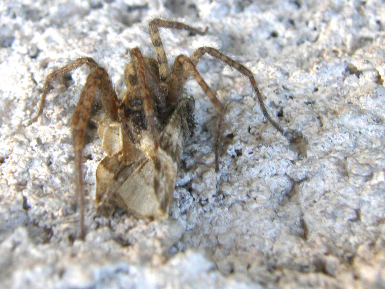 Tegenaria sp.