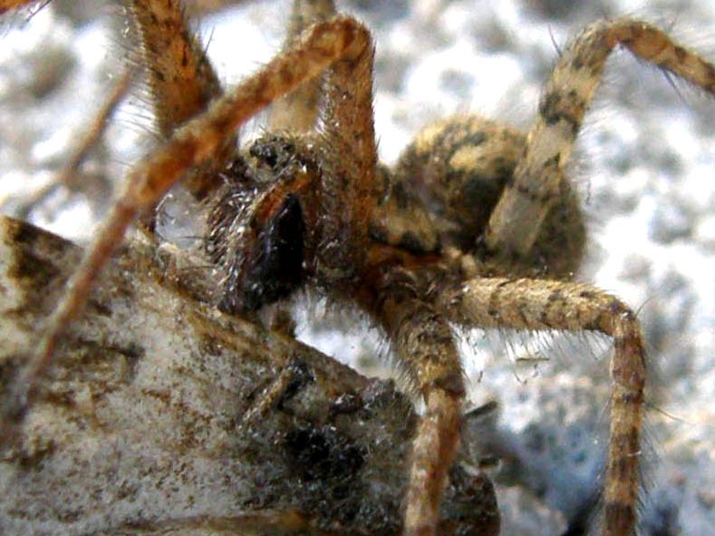 Tegenaria sp.