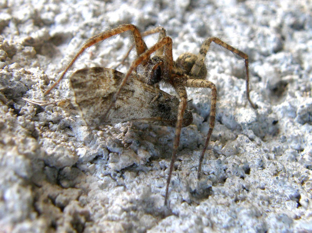 Tegenaria sp.