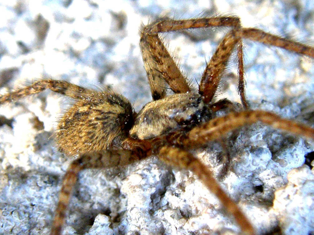 Tegenaria sp.