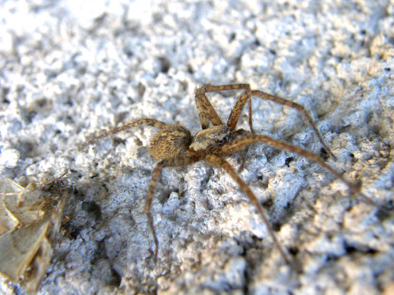 Tegenaria sp.