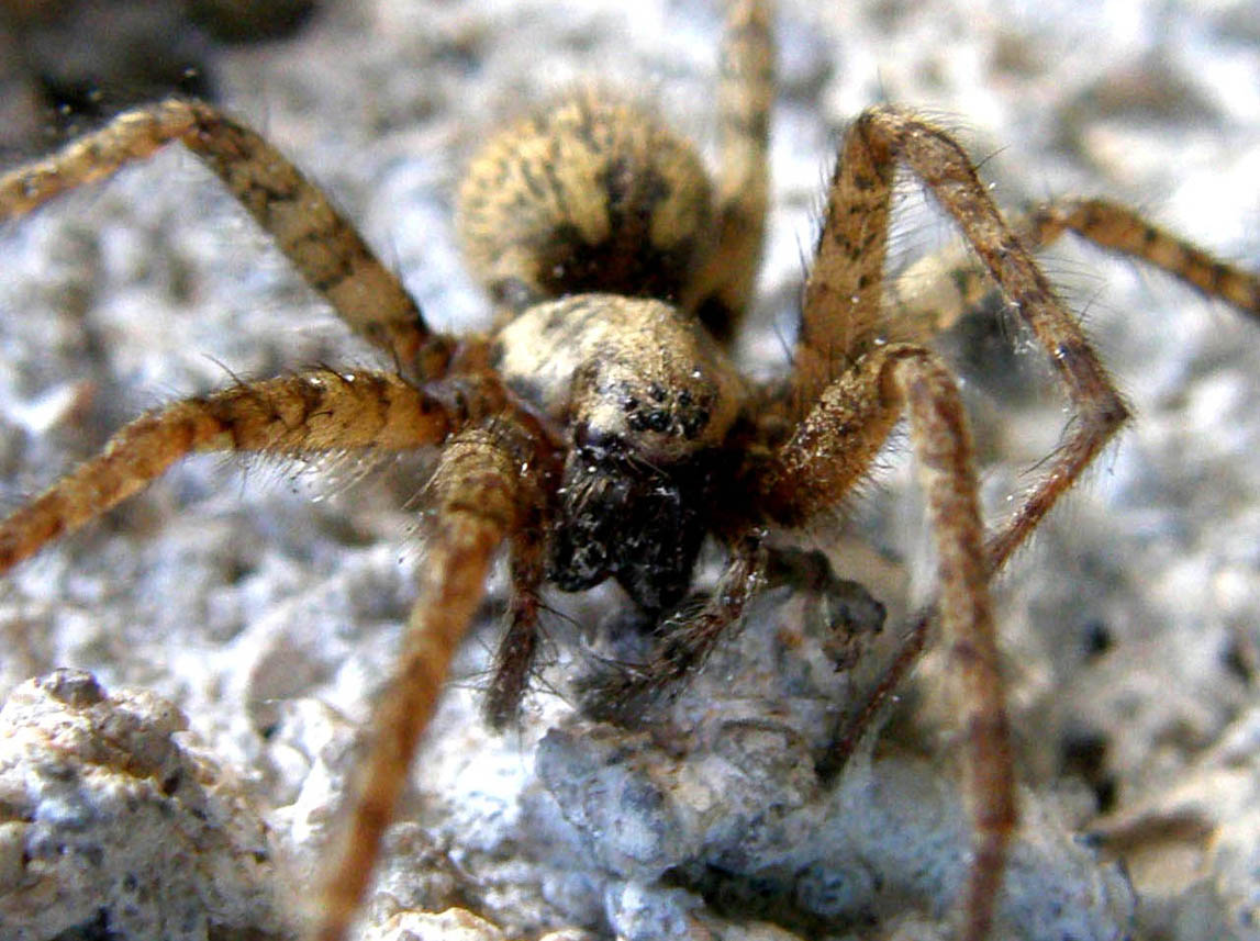 Tegenaria sp.