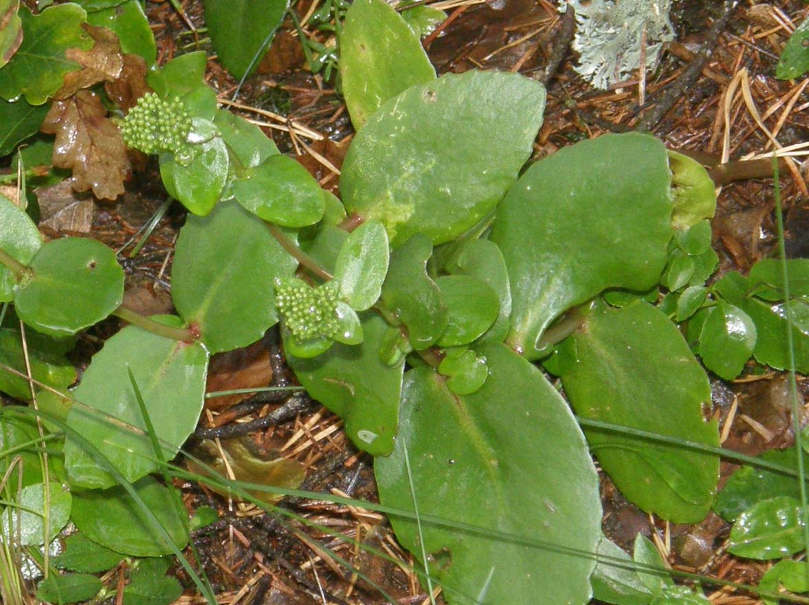 Sedum telephium