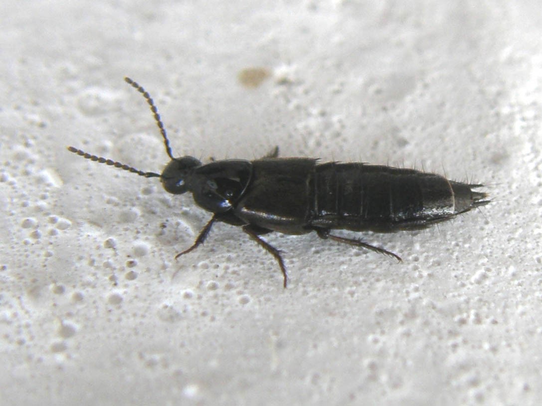 Philontus sp. e Ontholestes tessellatus