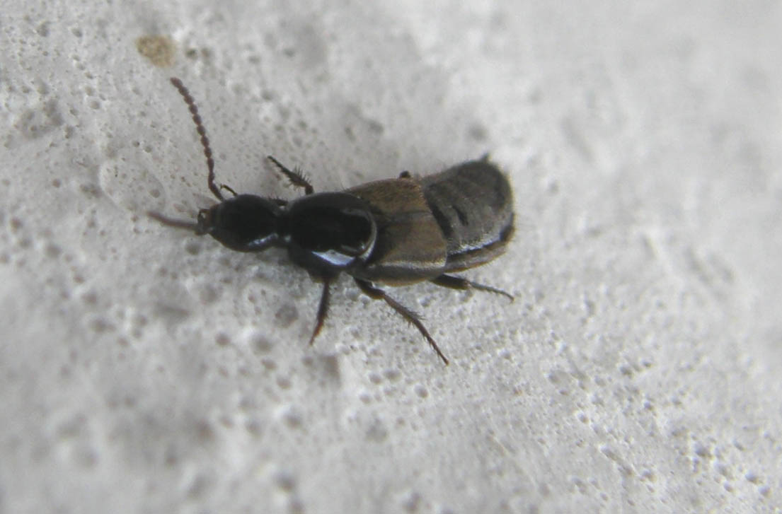 Philontus sp. e Ontholestes tessellatus