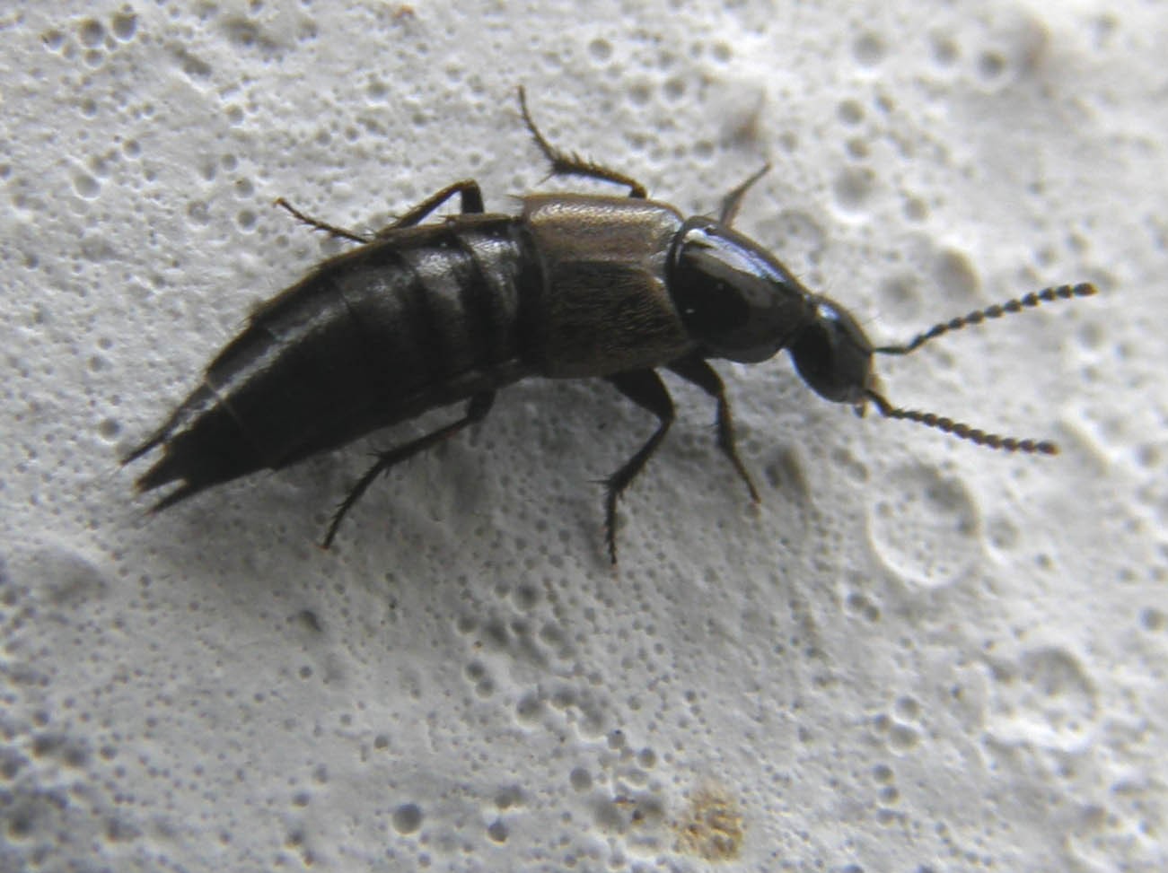 Philontus sp. e Ontholestes tessellatus