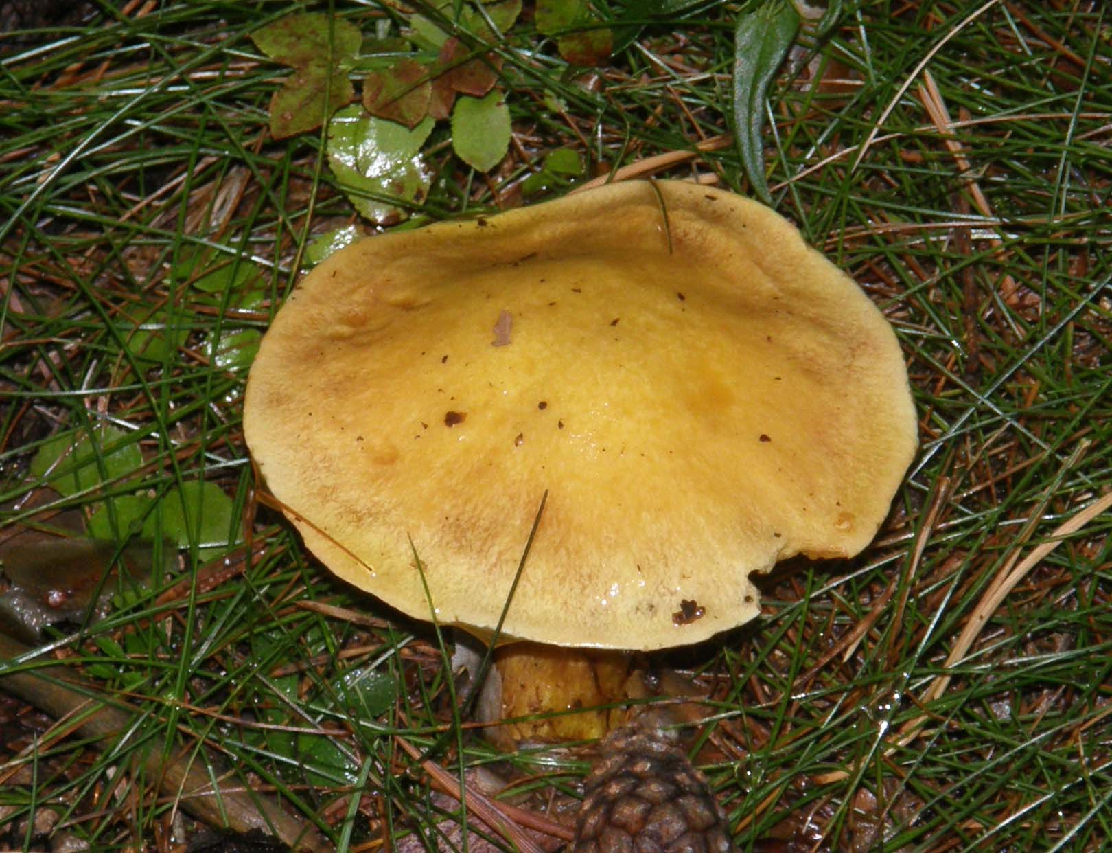 Altri Suillus (?) da identificare