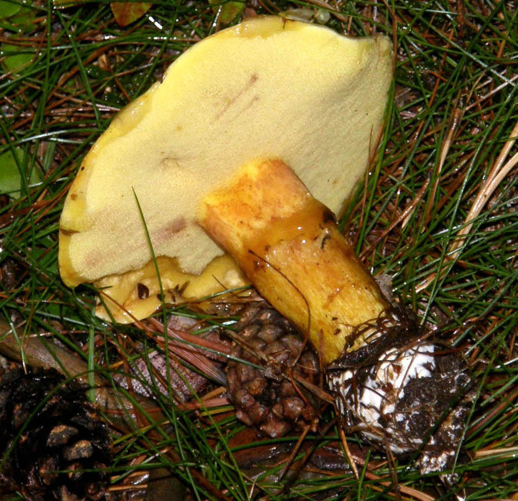 Altri Suillus (?) da identificare