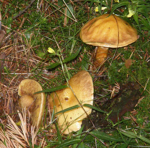 Altri Suillus (?) da identificare