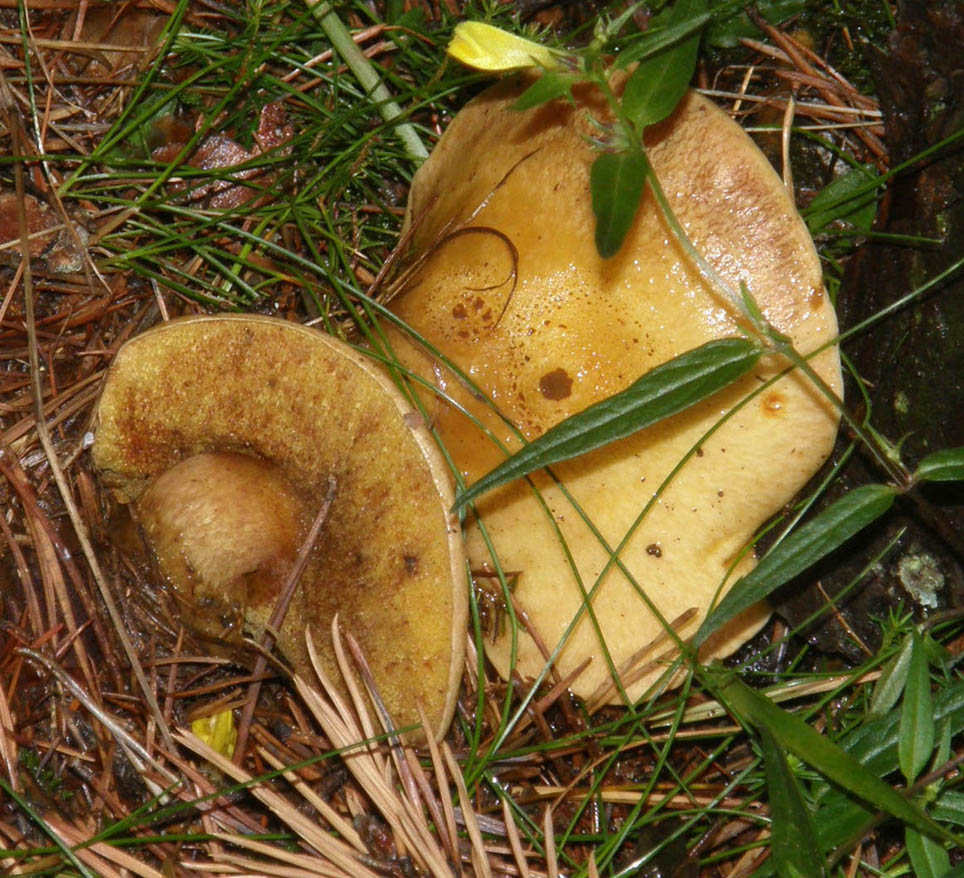 Altri Suillus (?) da identificare