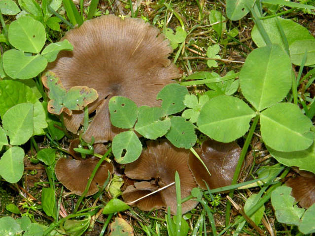 Un prato pieno di funghi