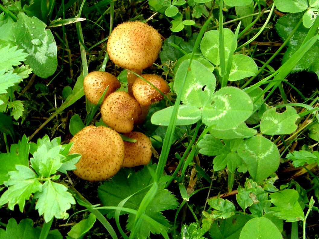 Altri funghi nel prato:  Pholiota cfr. lucifera