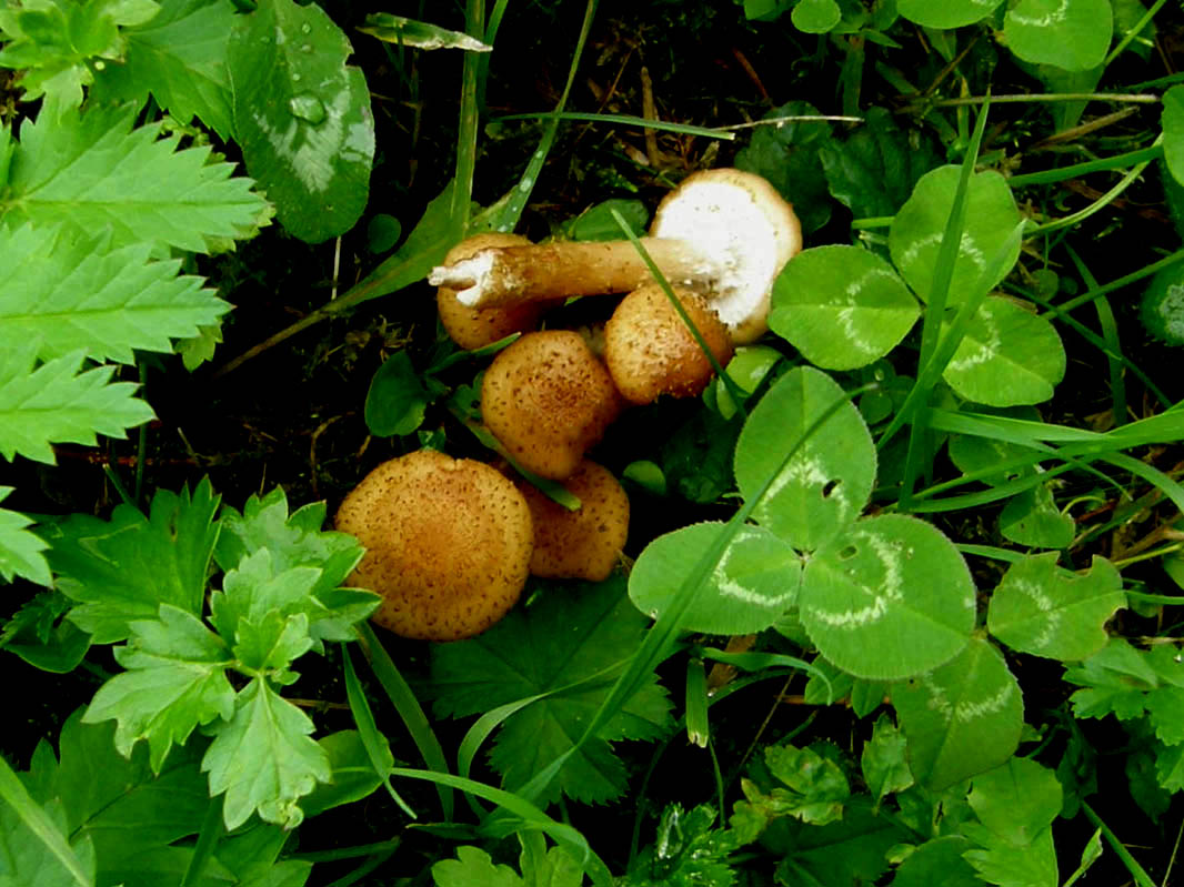 Altri funghi nel prato:  Pholiota cfr. lucifera