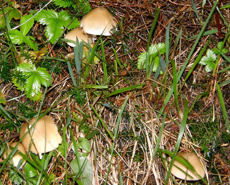 Altri funghi tra l''erba