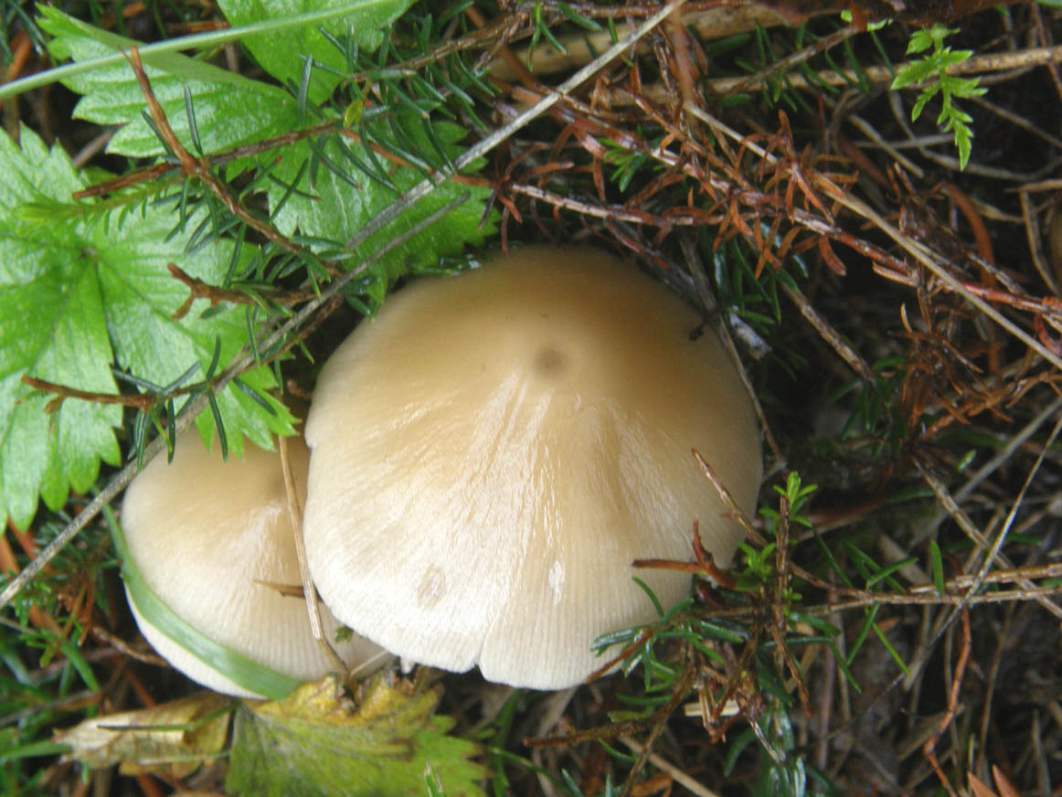 Altri funghi tra l''erba
