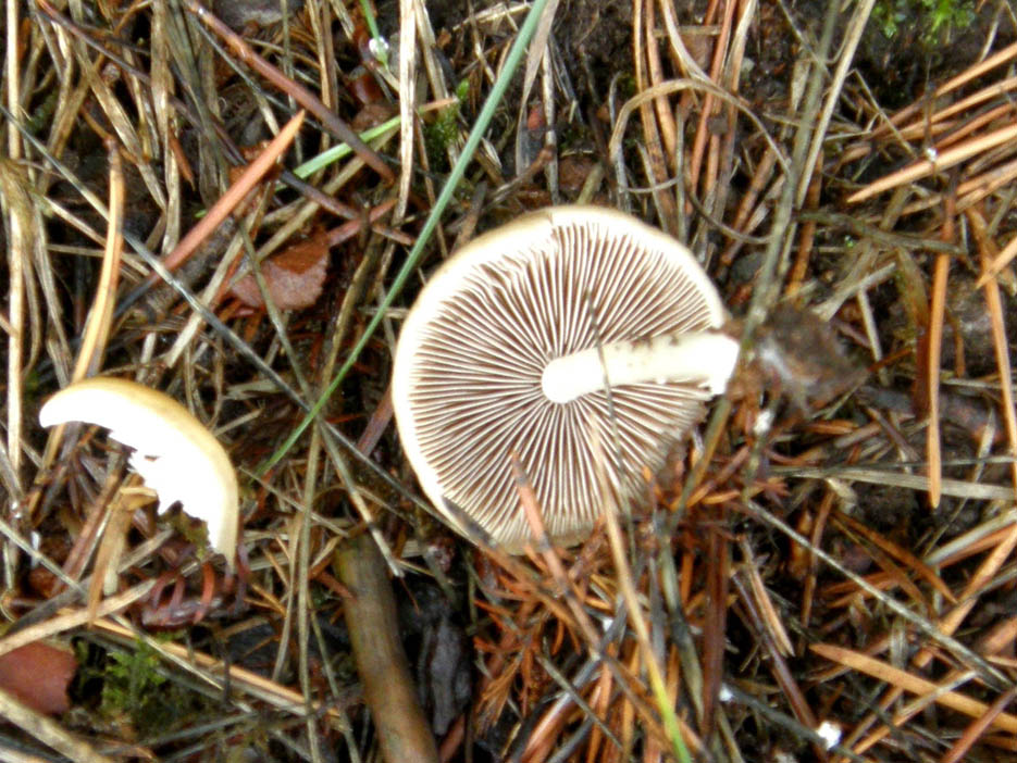 Altri funghi tra l''erba