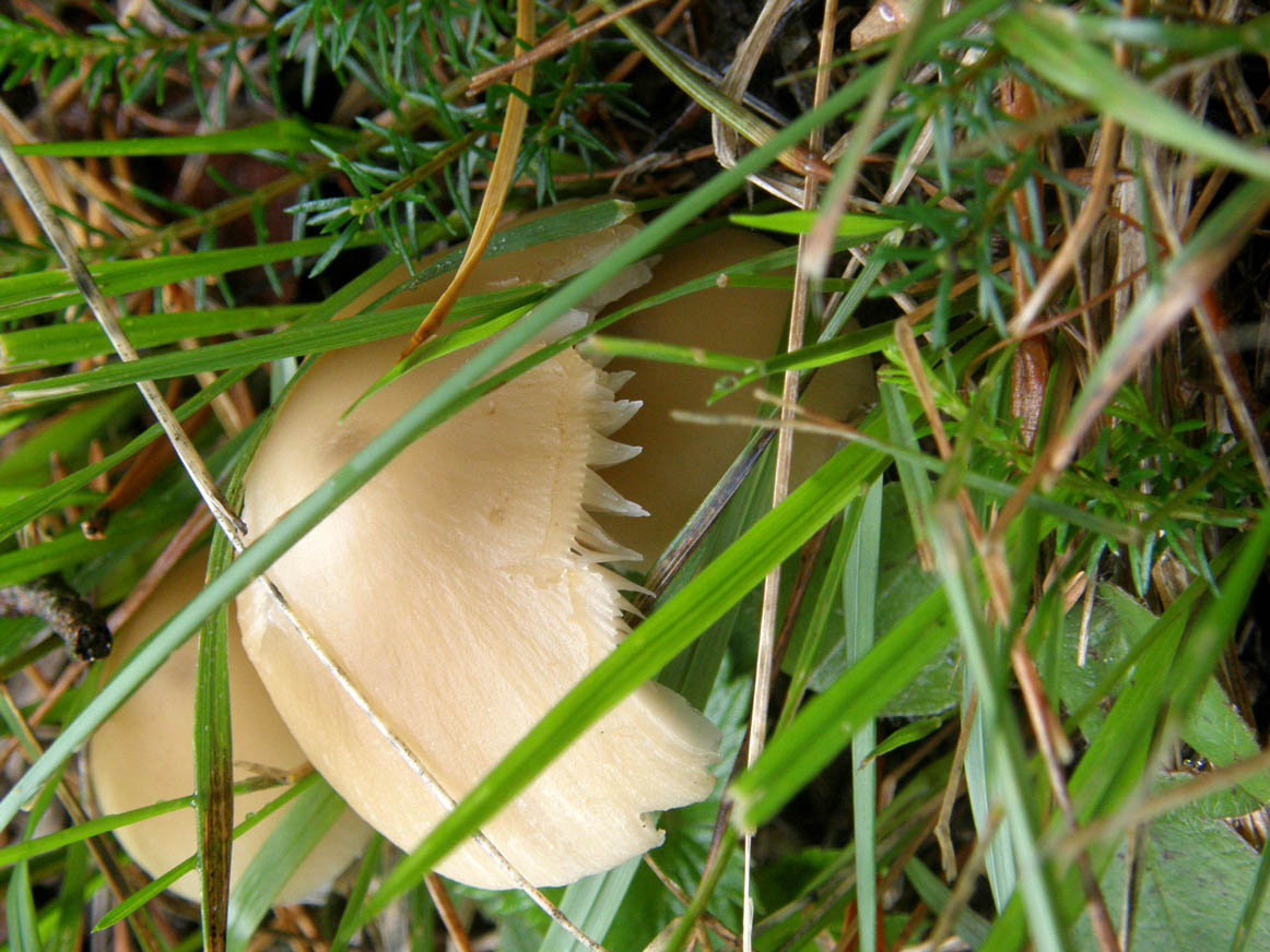 Altri funghi tra l''erba