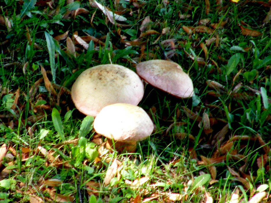 Boletus?