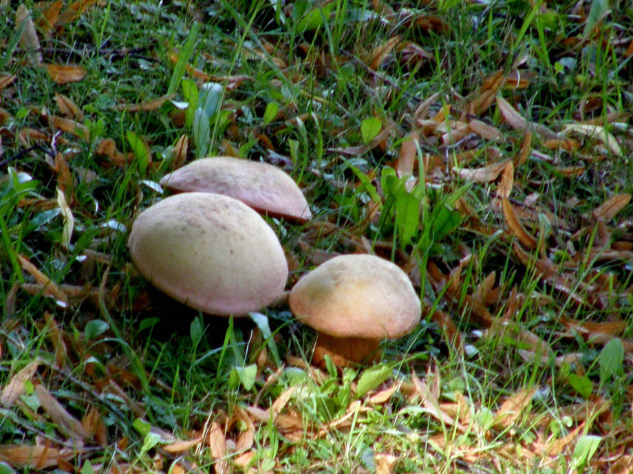 Boletus?