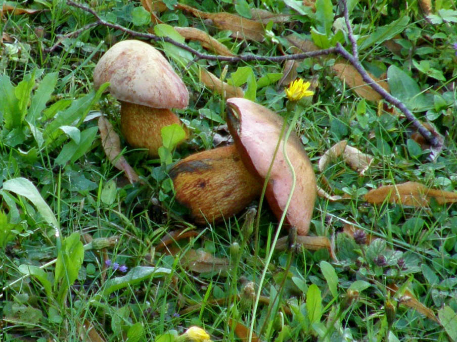 Boletus?