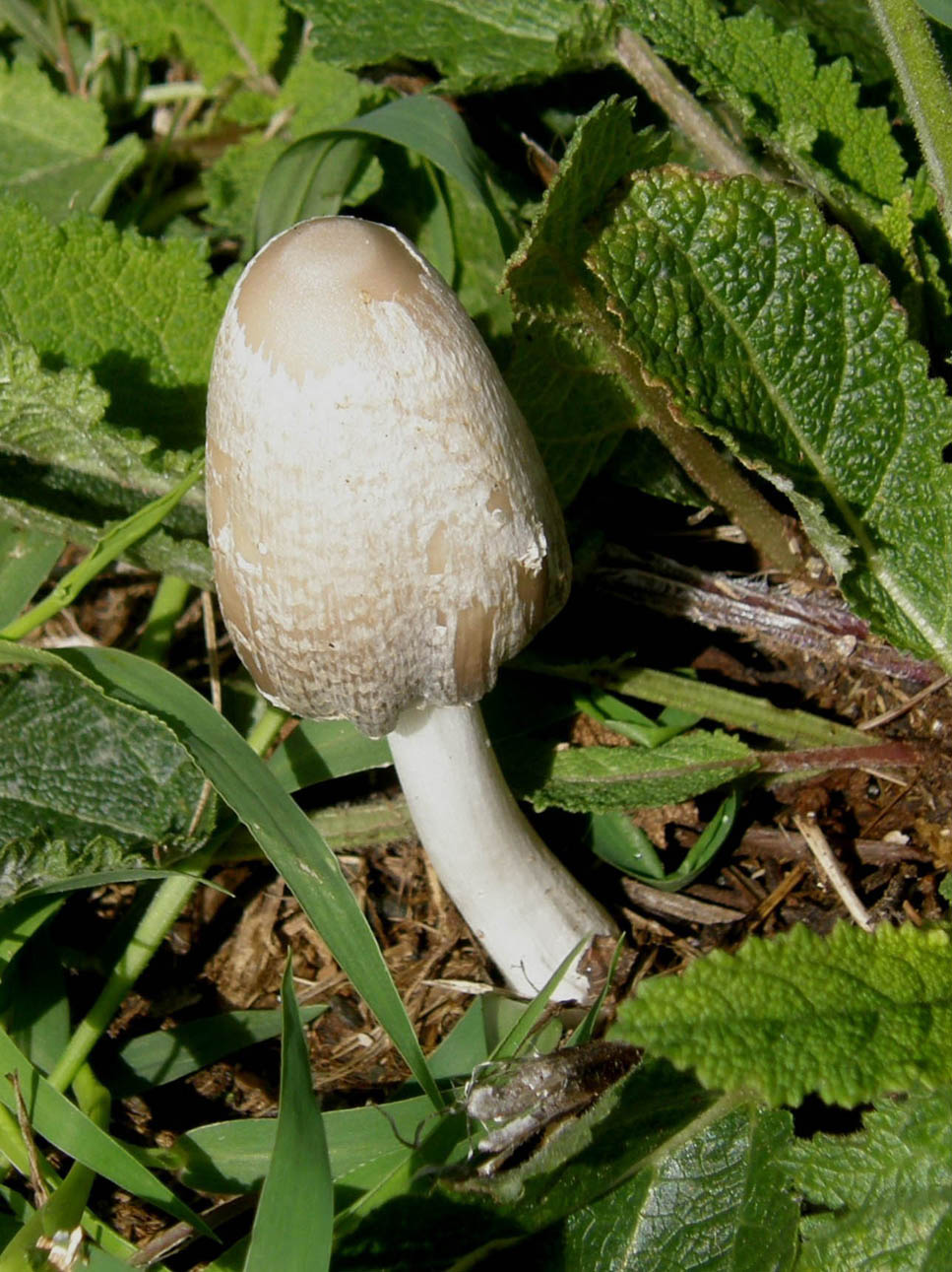 Un altro Coprinus