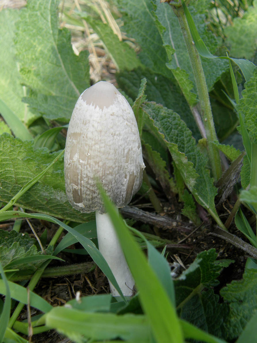 Un altro Coprinus