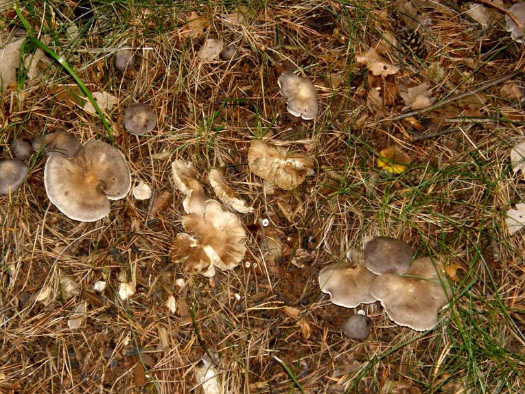 Fungo violaceo da identificare