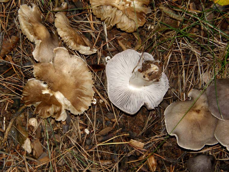 Fungo violaceo da identificare