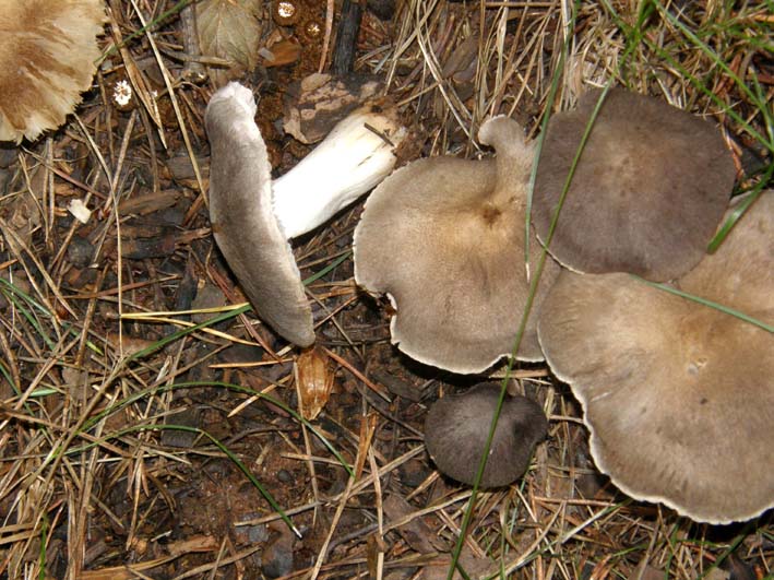 Fungo violaceo da identificare