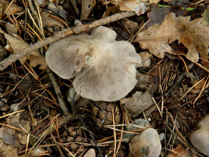 Fungo violaceo da identificare