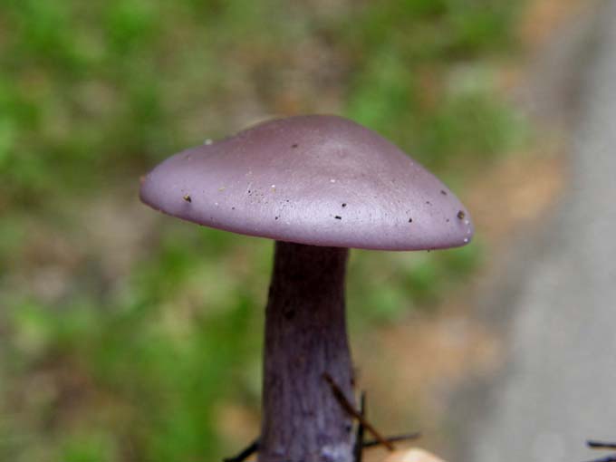 Fungo violaceo da identificare