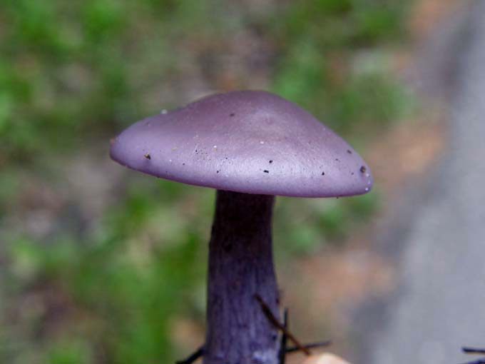 Fungo violaceo da identificare