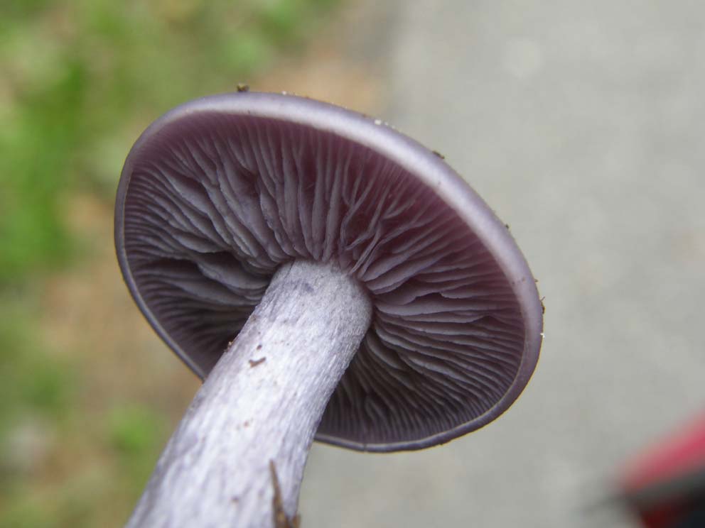 Fungo violaceo da identificare