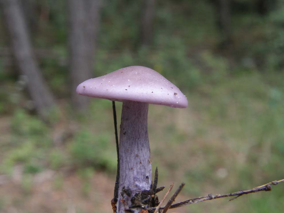 Fungo violaceo da identificare