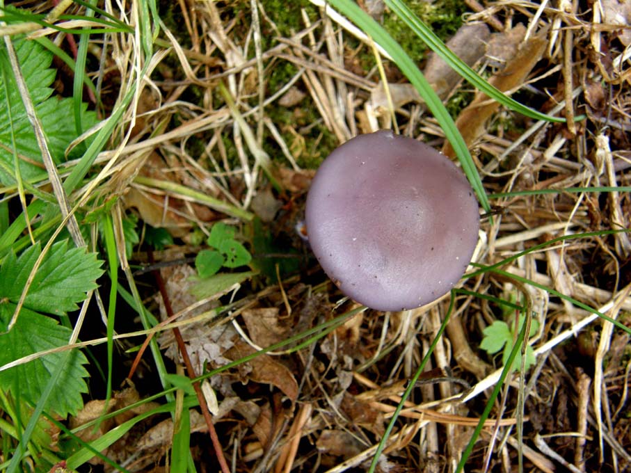 Fungo violaceo da identificare