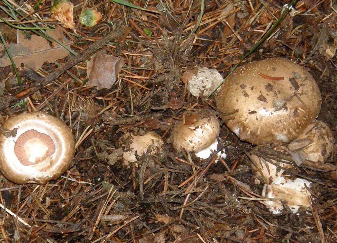 Tra gli aghi d''abete