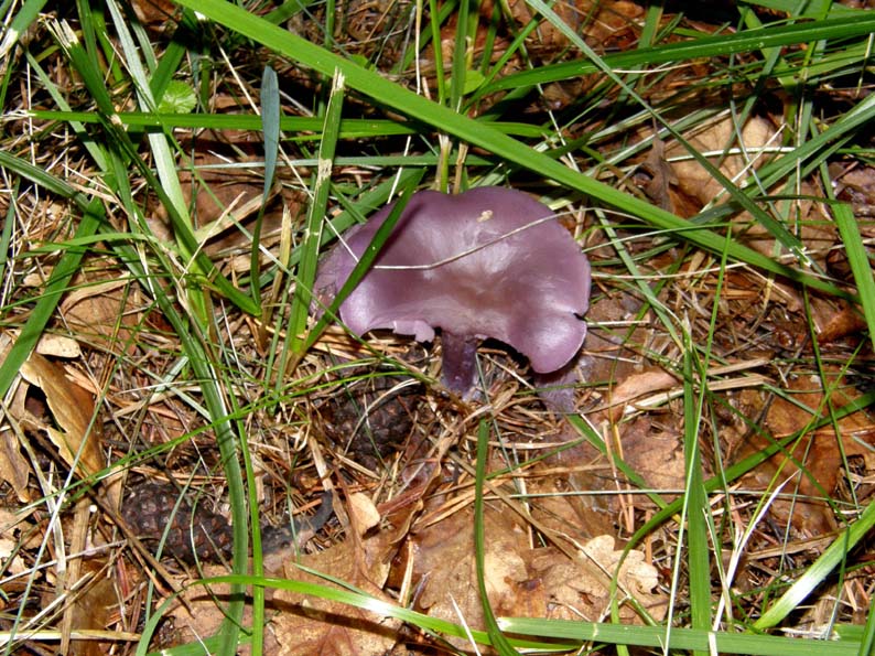Fungo violaceo da identificare