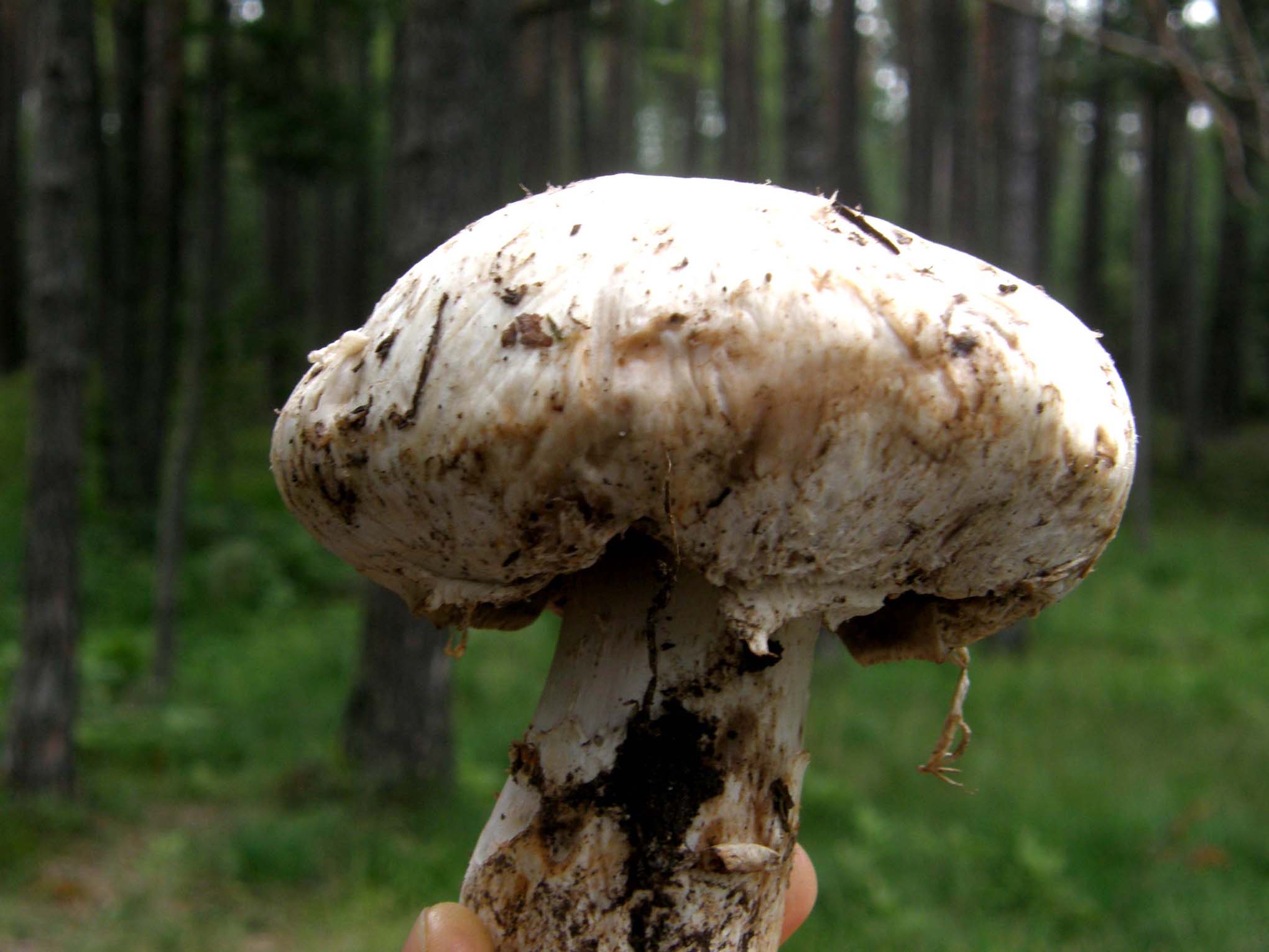 Un altro agaricus?
