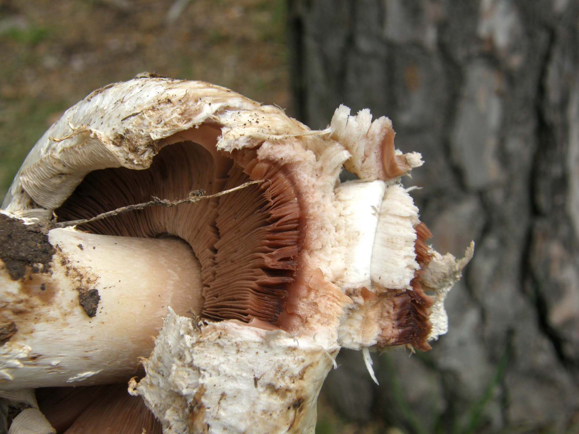 Un altro agaricus?