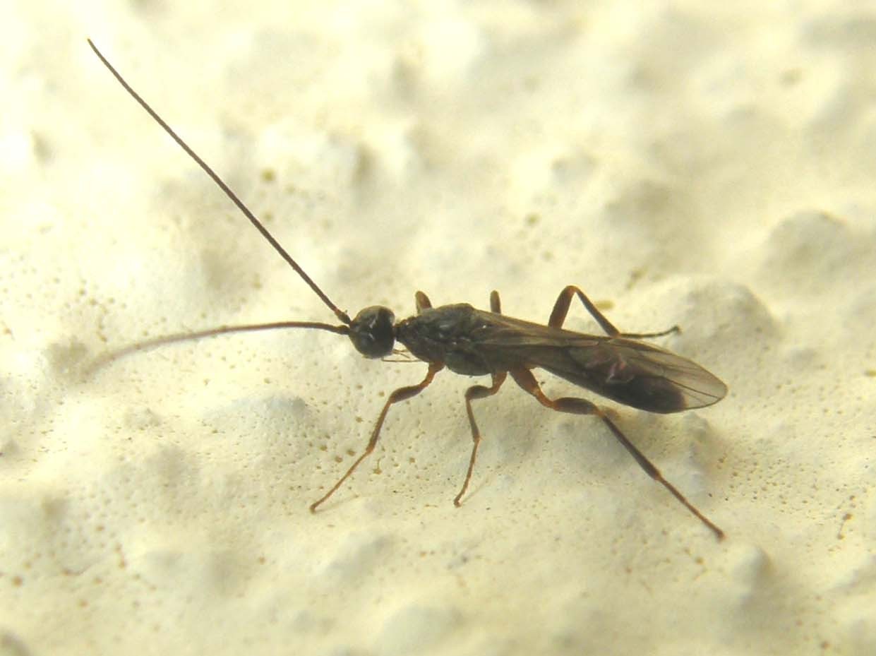 Imenotteri dalle lunghe antenne (Ichneumonidae e Braconidae)