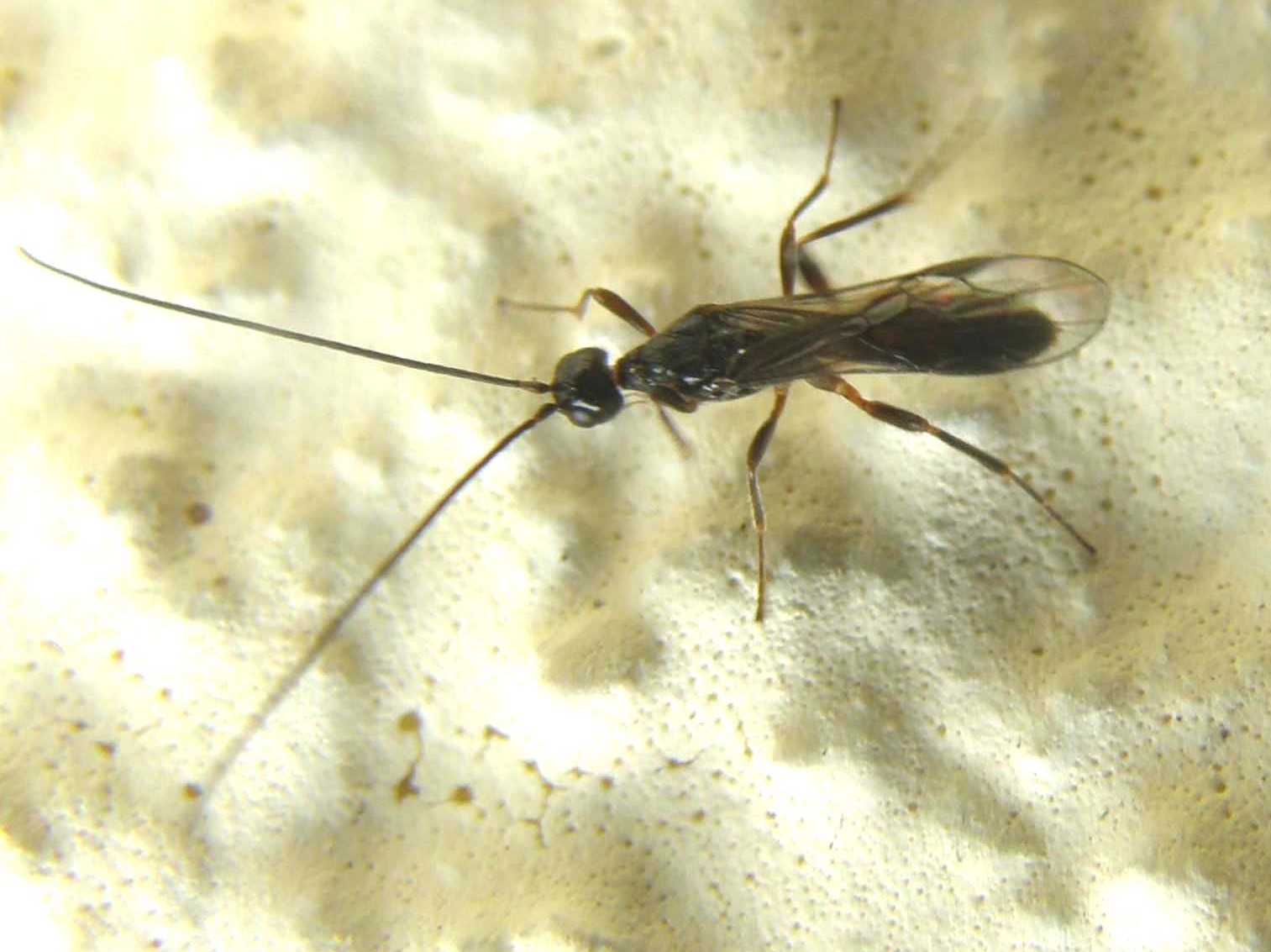 Imenotteri dalle lunghe antenne (Ichneumonidae e Braconidae)