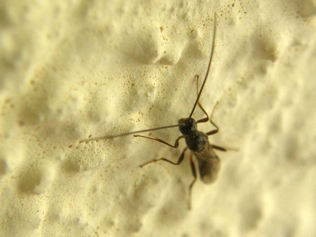 Imenotteri dalle lunghe antenne (Ichneumonidae e Braconidae)