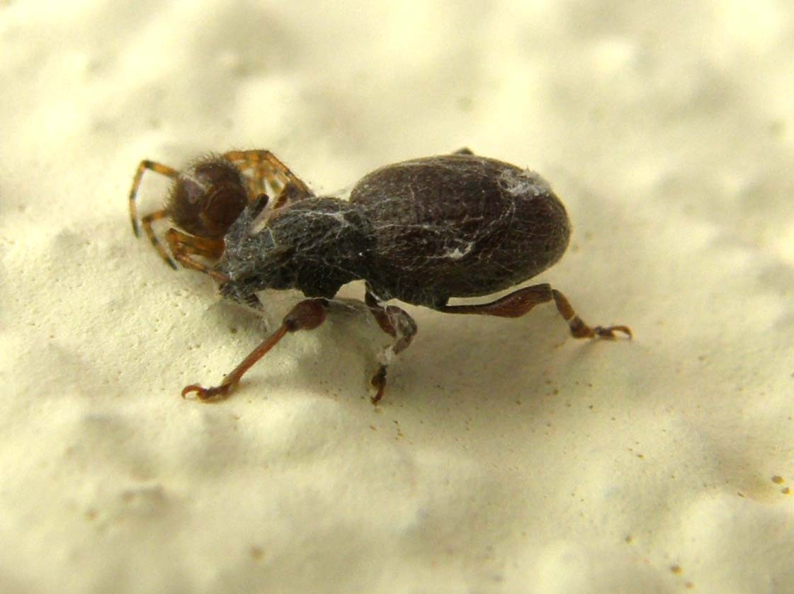 Otiorhynchus predato da un ragno