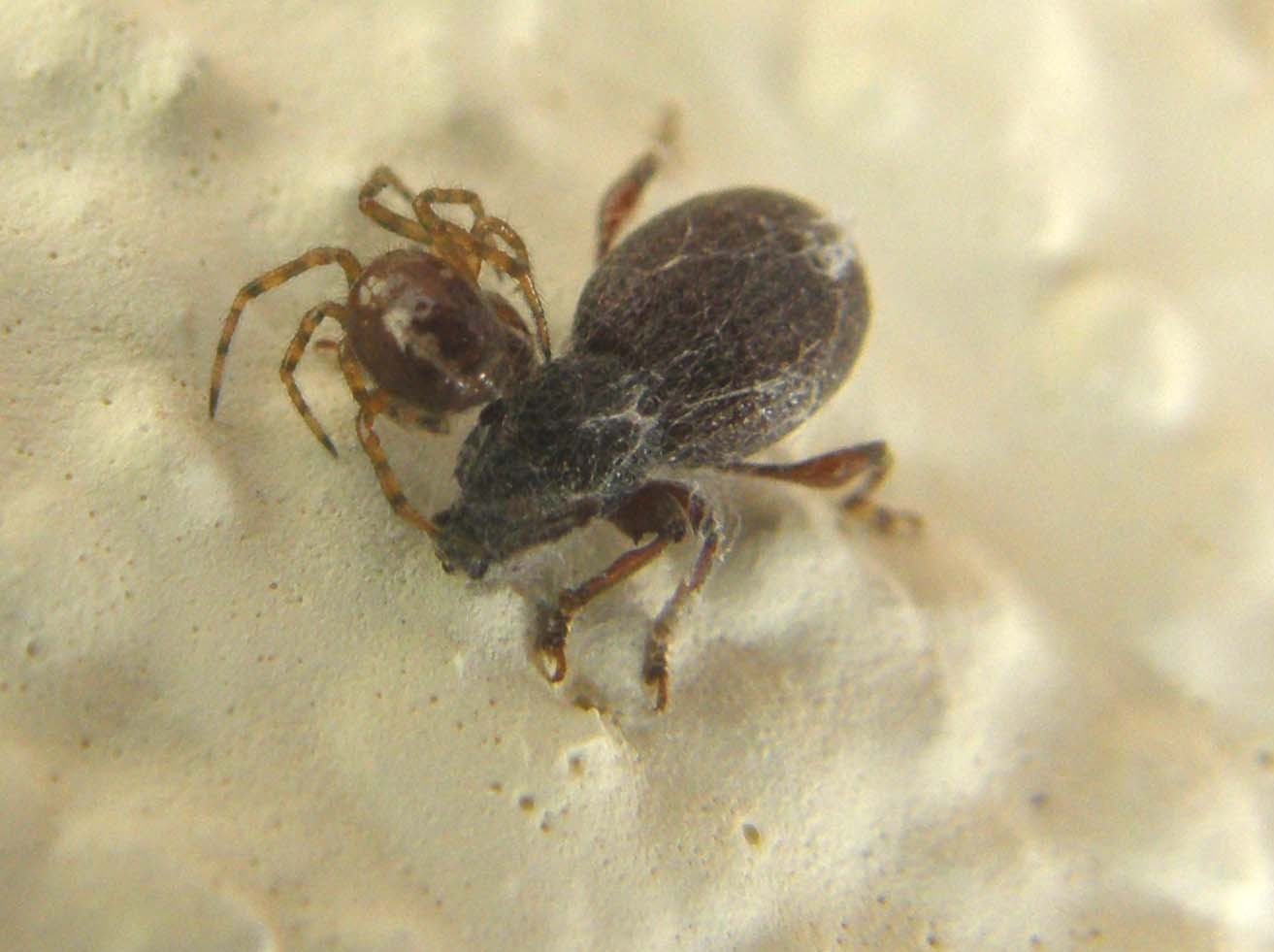 Otiorhynchus predato da un ragno