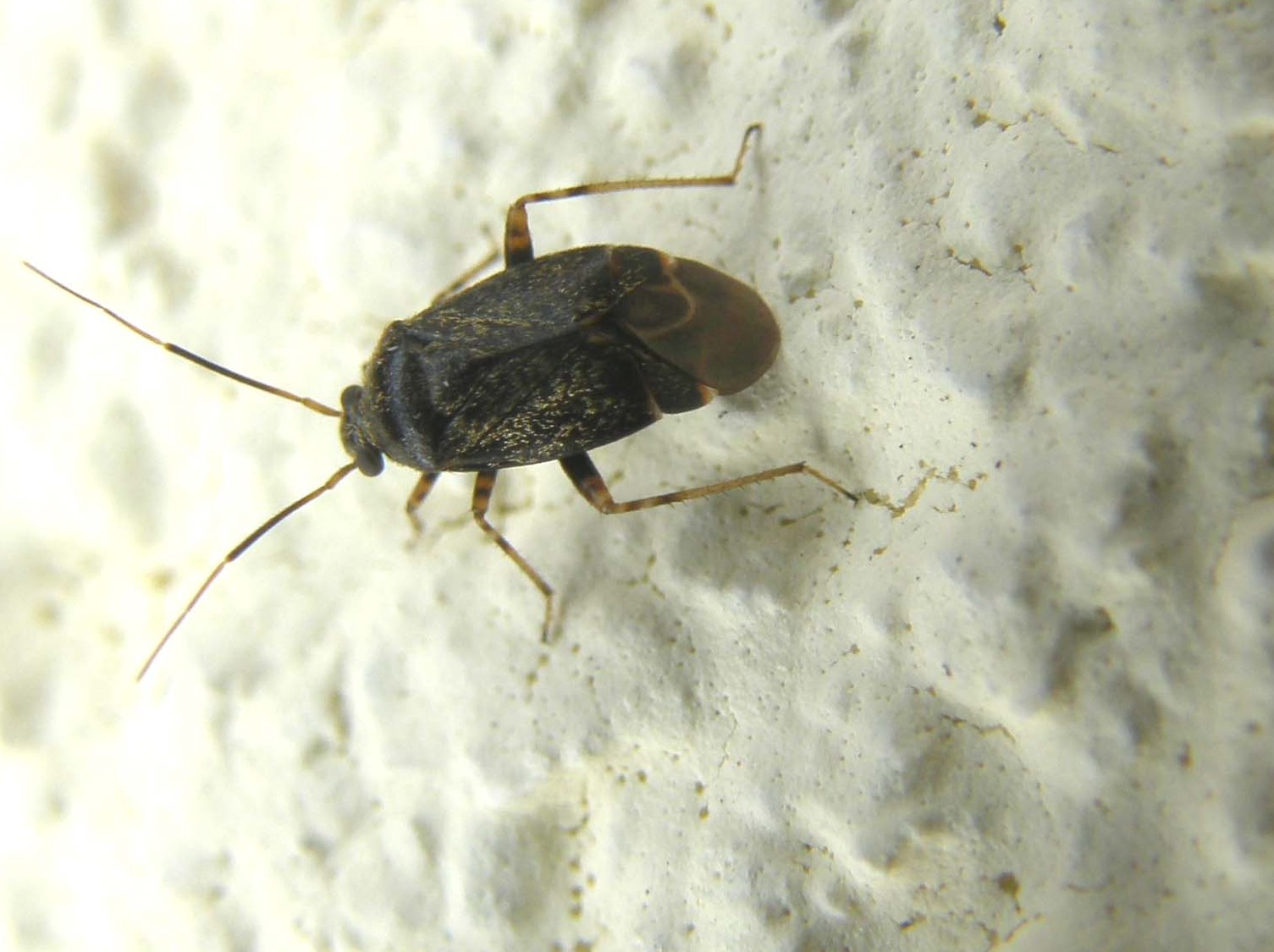 Miridae: Charagochilus gyllenhali dell''Alto Adige (BZ)