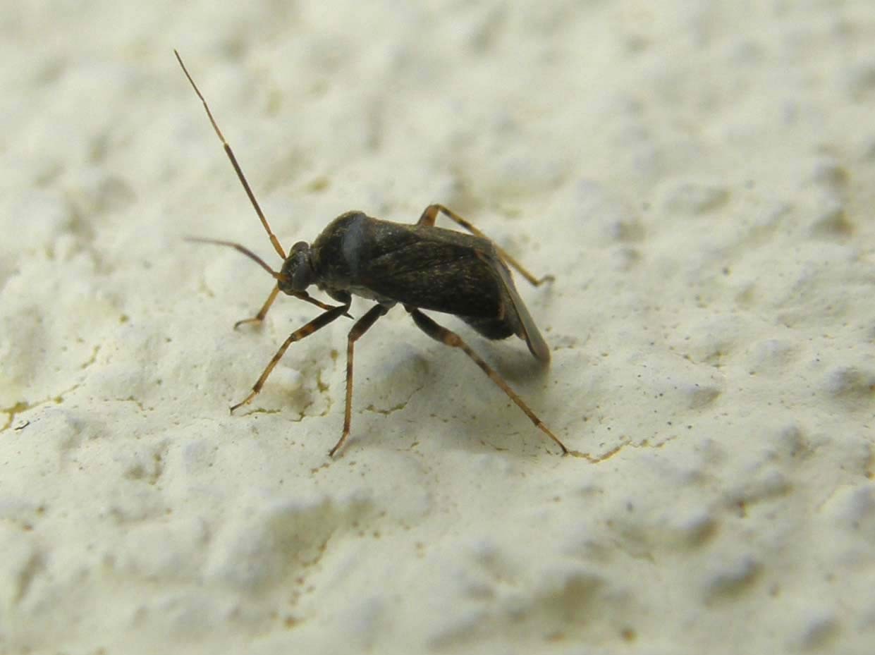 Miridae: Charagochilus gyllenhali dell''Alto Adige (BZ)