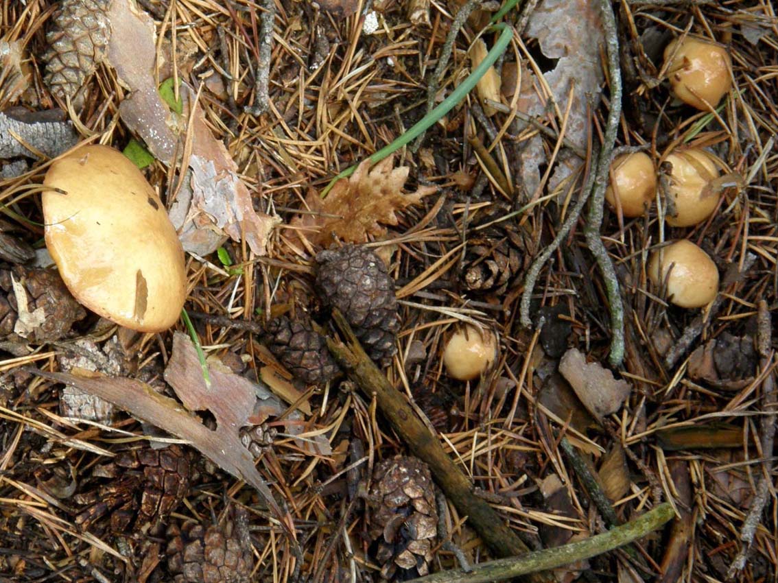 Lactarius?