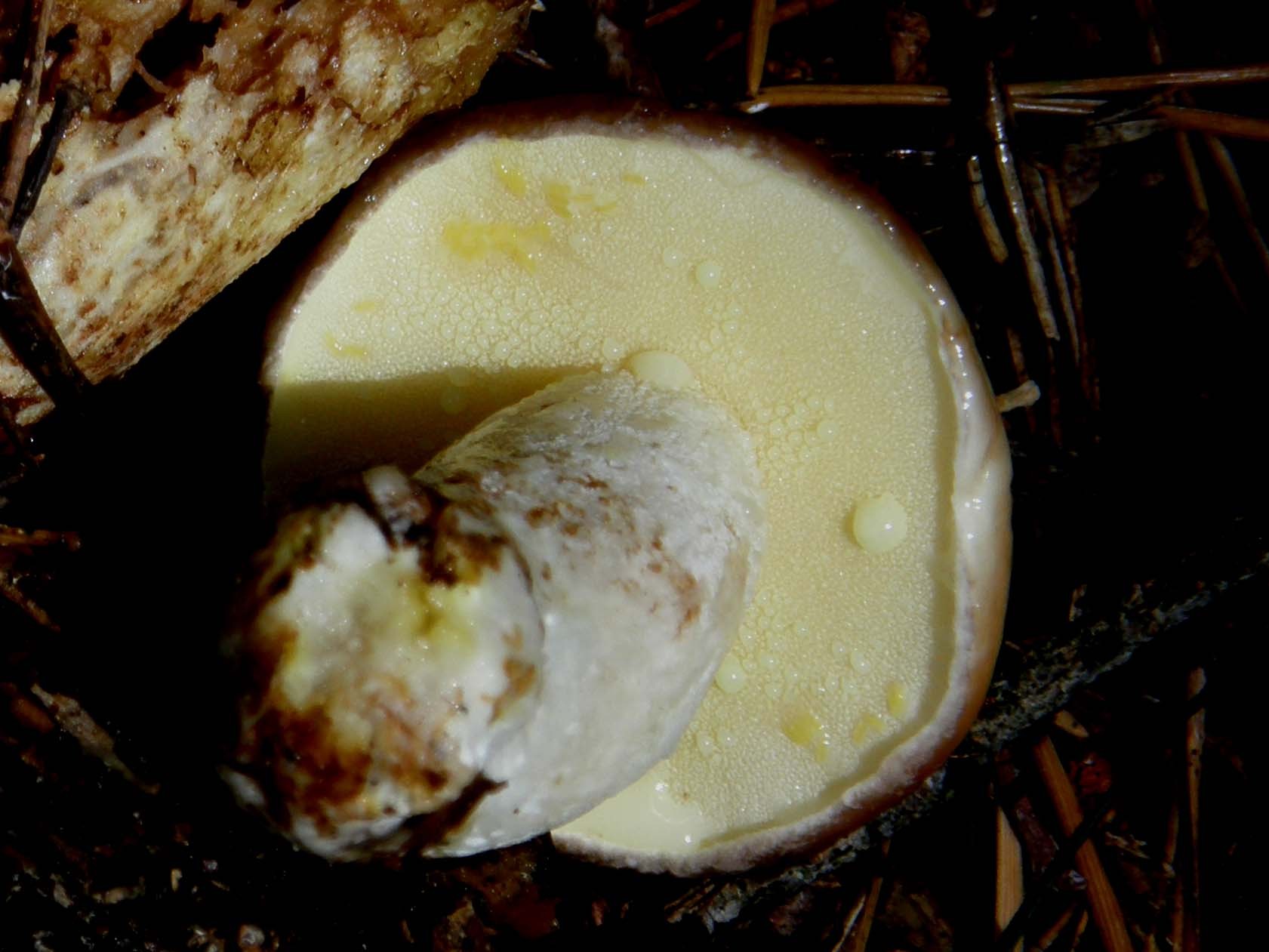 Lactarius?
