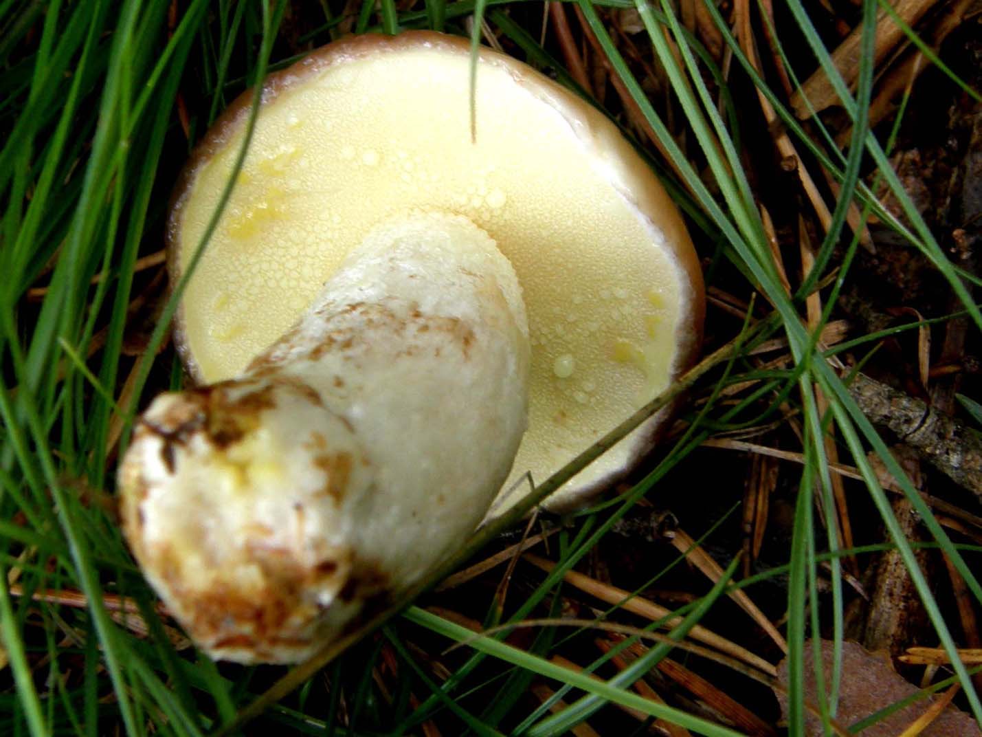 Lactarius?