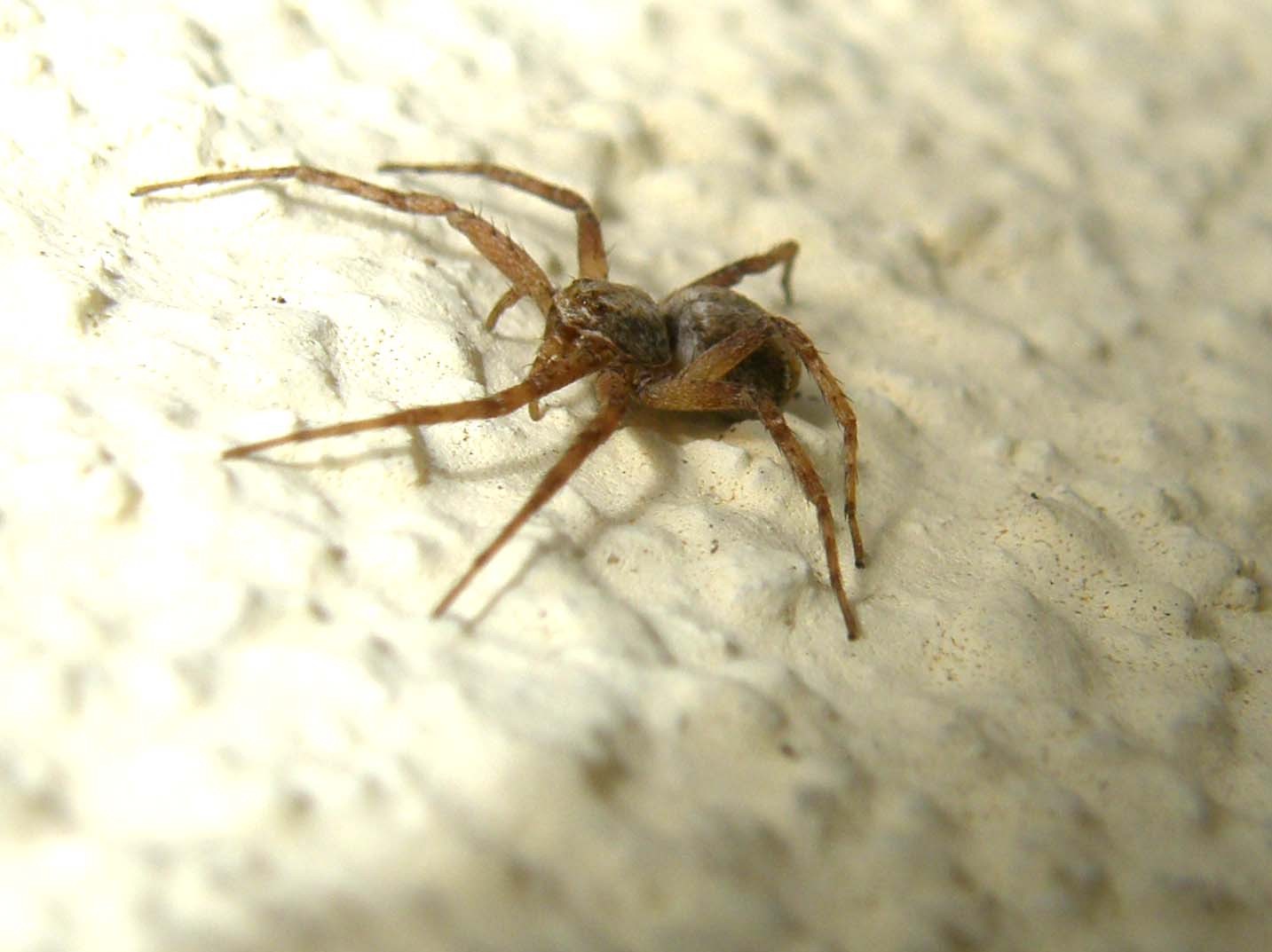 Philodromus sp.